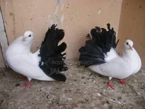 Fantail Running Master Pair