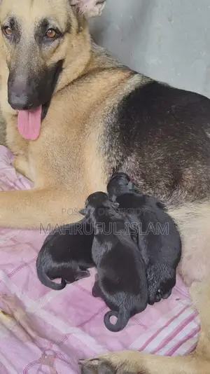 ১-৩ মাসের ফিমেল পিওরব্রেড জার্মান শেফার্ড