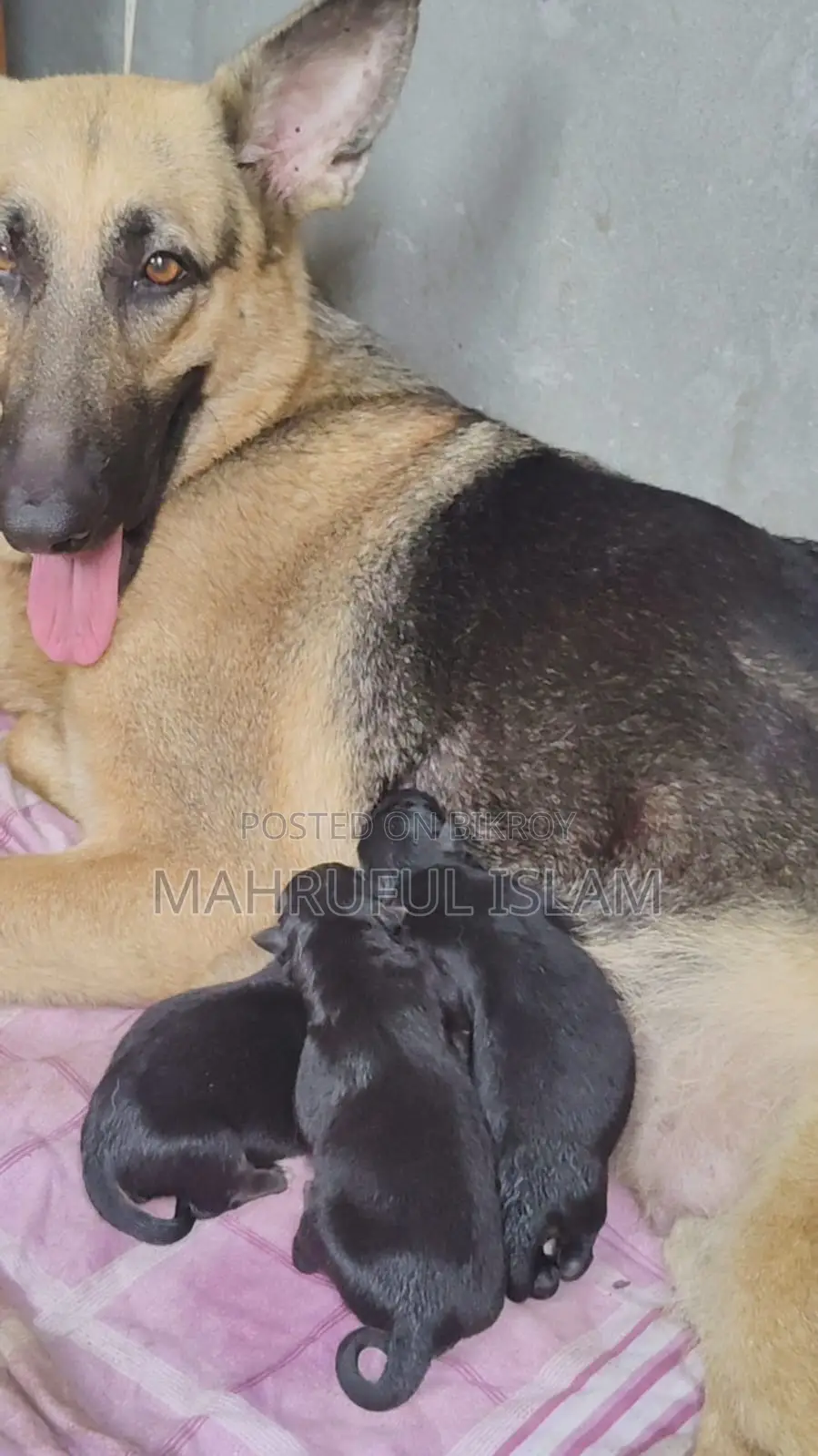 ১-৩ মাসের ফিমেল পিওরব্রেড জার্মান শেফার্ড