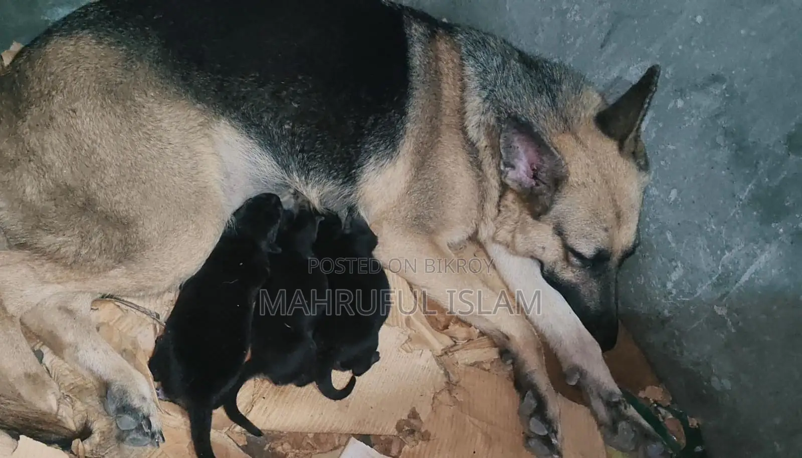 ১-৩ মাসের ফিমেল পিওরব্রেড জার্মান শেফার্ড