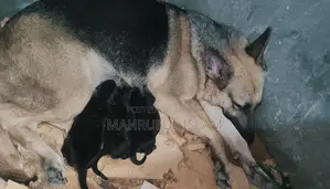 ১-৩ মাসের ফিমেল পিওরব্রেড জার্মান শেফার্ড