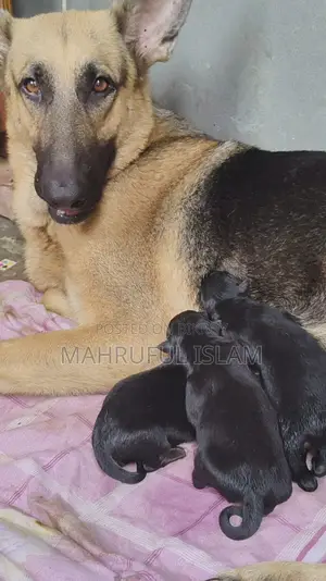 ১-৩ মাসের ফিমেল পিওরব্রেড জার্মান শেফার্ড