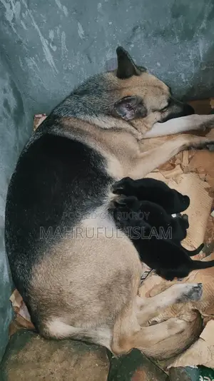 ১-৩ মাসের ফিমেল পিওরব্রেড জার্মান শেফার্ড
