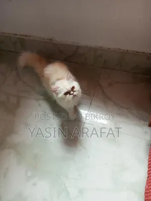 ১+ বছরের খাঁটি জাতের ফিমেল এক্সোটিক