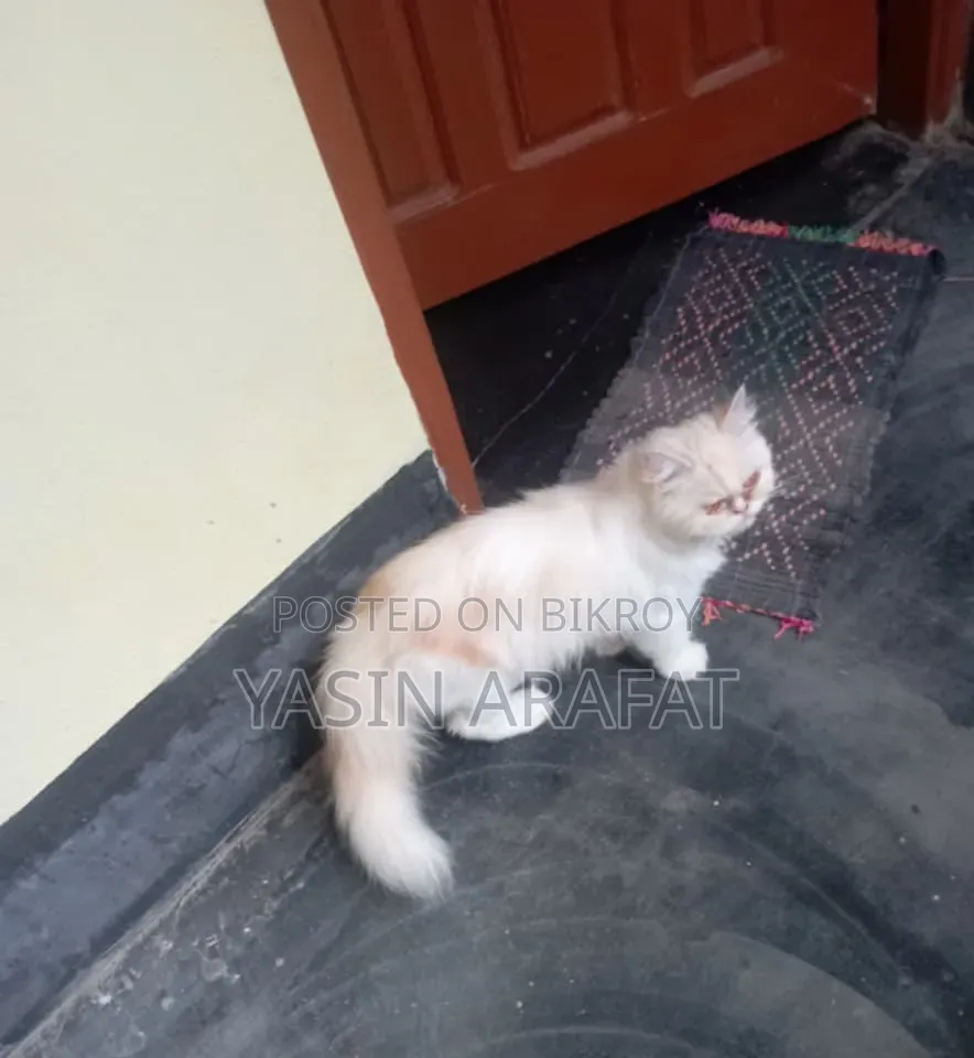 ১+ বছরের খাঁটি জাতের ফিমেল এক্সোটিক