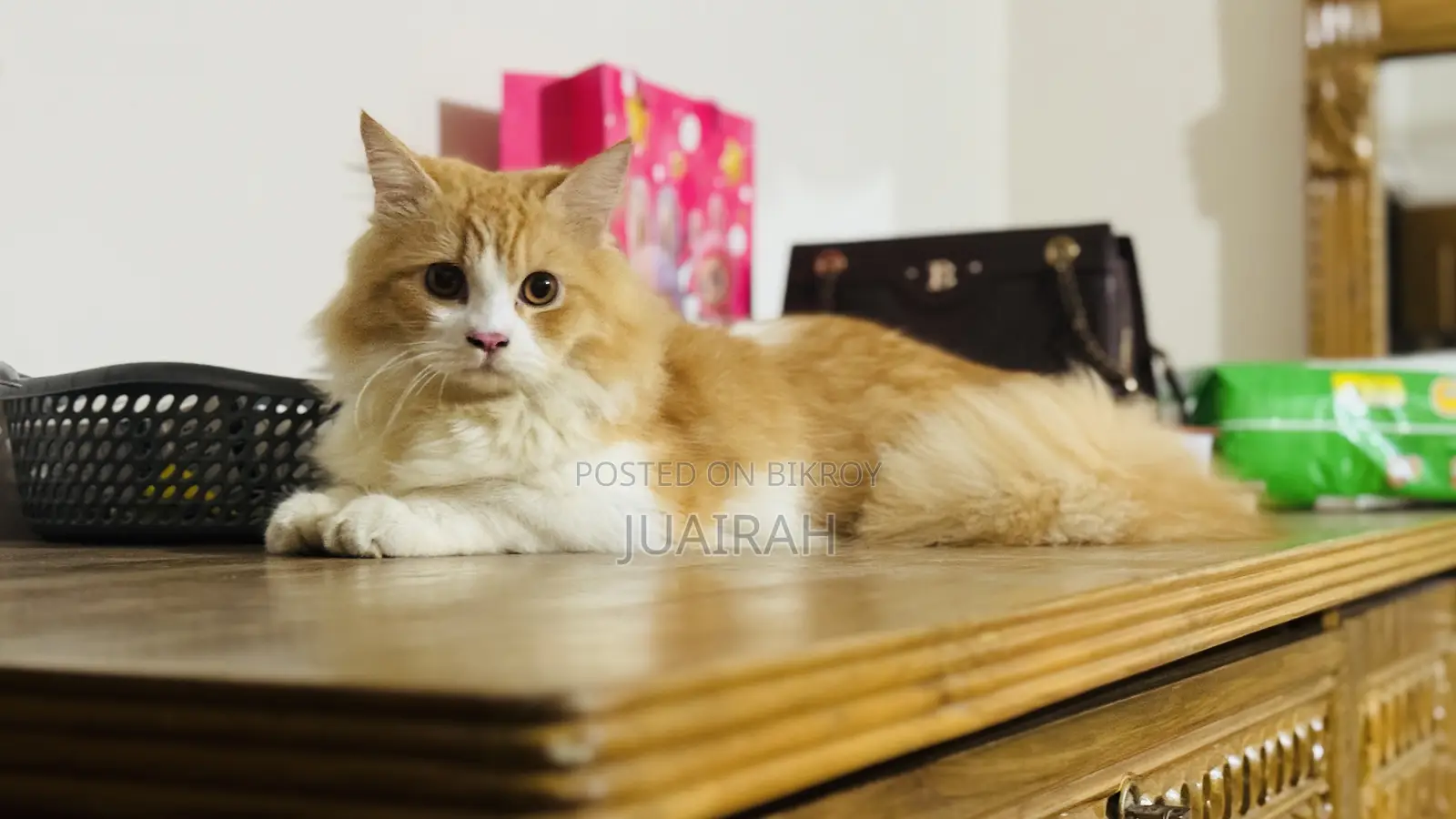 ৬-১২ মাস বয়সী মেল পিওরব্রেড পার্সিয়ান