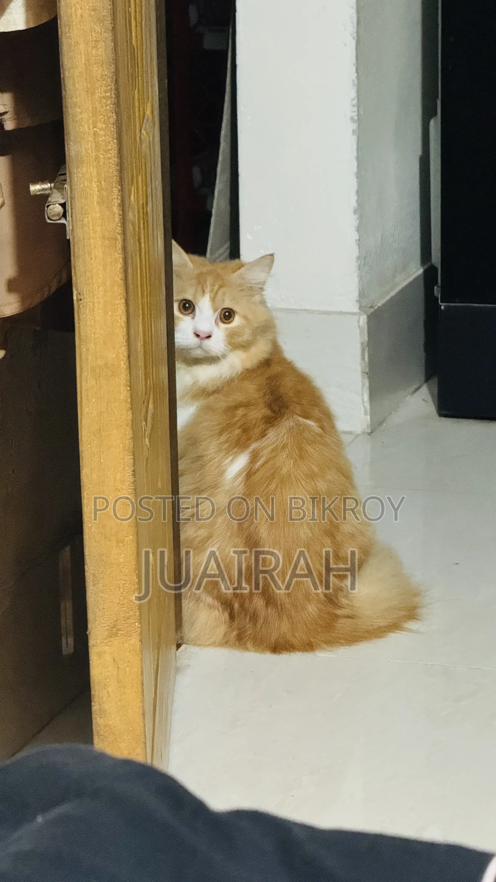 ৬-১২ মাস বয়সী মেল পিওরব্রেড পার্সিয়ান