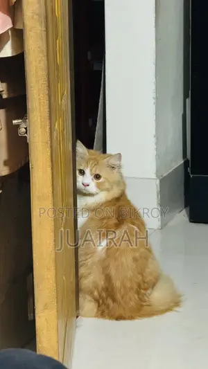 ৬-১২ মাস বয়সী মেল পিওরব্রেড পার্সিয়ান