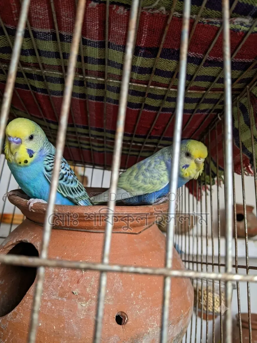 Rainbow Budgerigar Bird