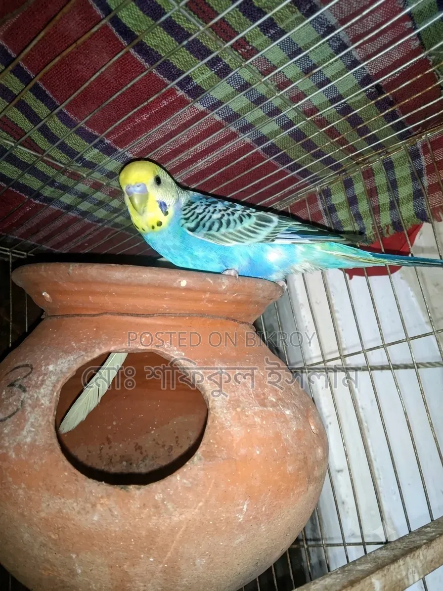 Rainbow Budgerigar Bird