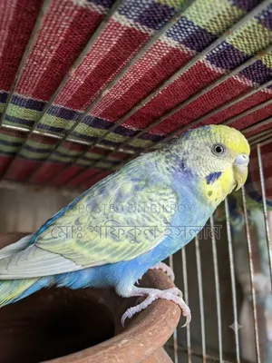Rainbow Budgerigar Bird