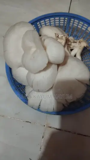 ফ্রেশ অয়েস্টার মাশরুম | Fresh Oyster Mushroom | হোম ডেলিভারি