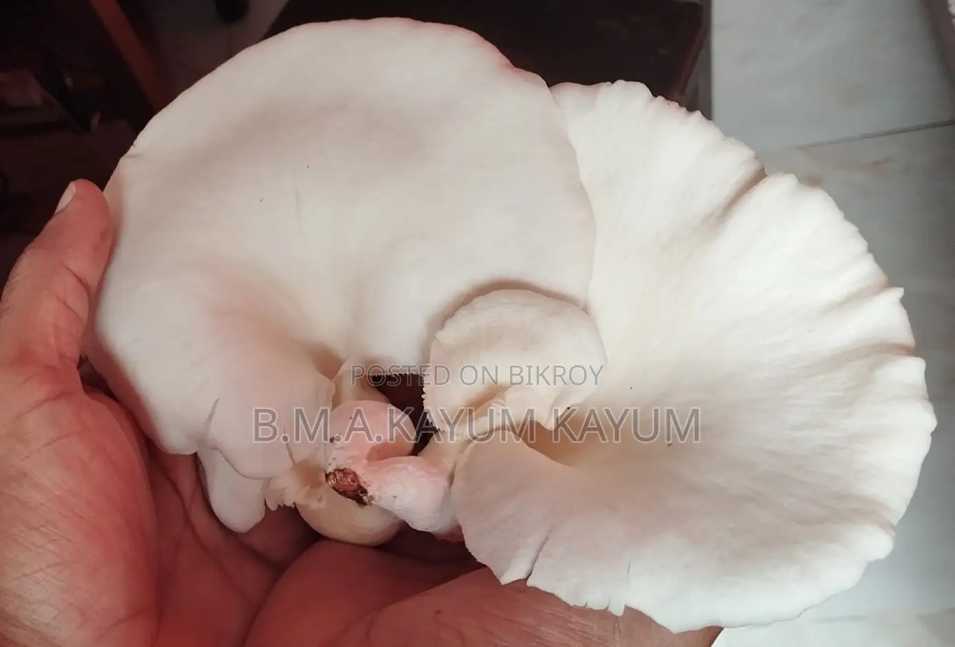 ফ্রেশ অয়েস্টার মাশরুম | Fresh Oyster Mushroom | হোম ডেলিভারি