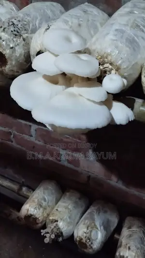 ফ্রেশ অয়েস্টার মাশরুম | Fresh Oyster Mushroom | হোম ডেলিভারি