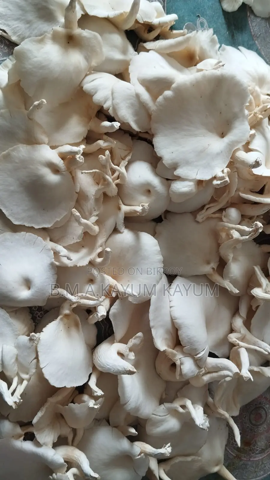 ফ্রেশ অয়েস্টার মাশরুম | Fresh Oyster Mushroom | হোম ডেলিভারি