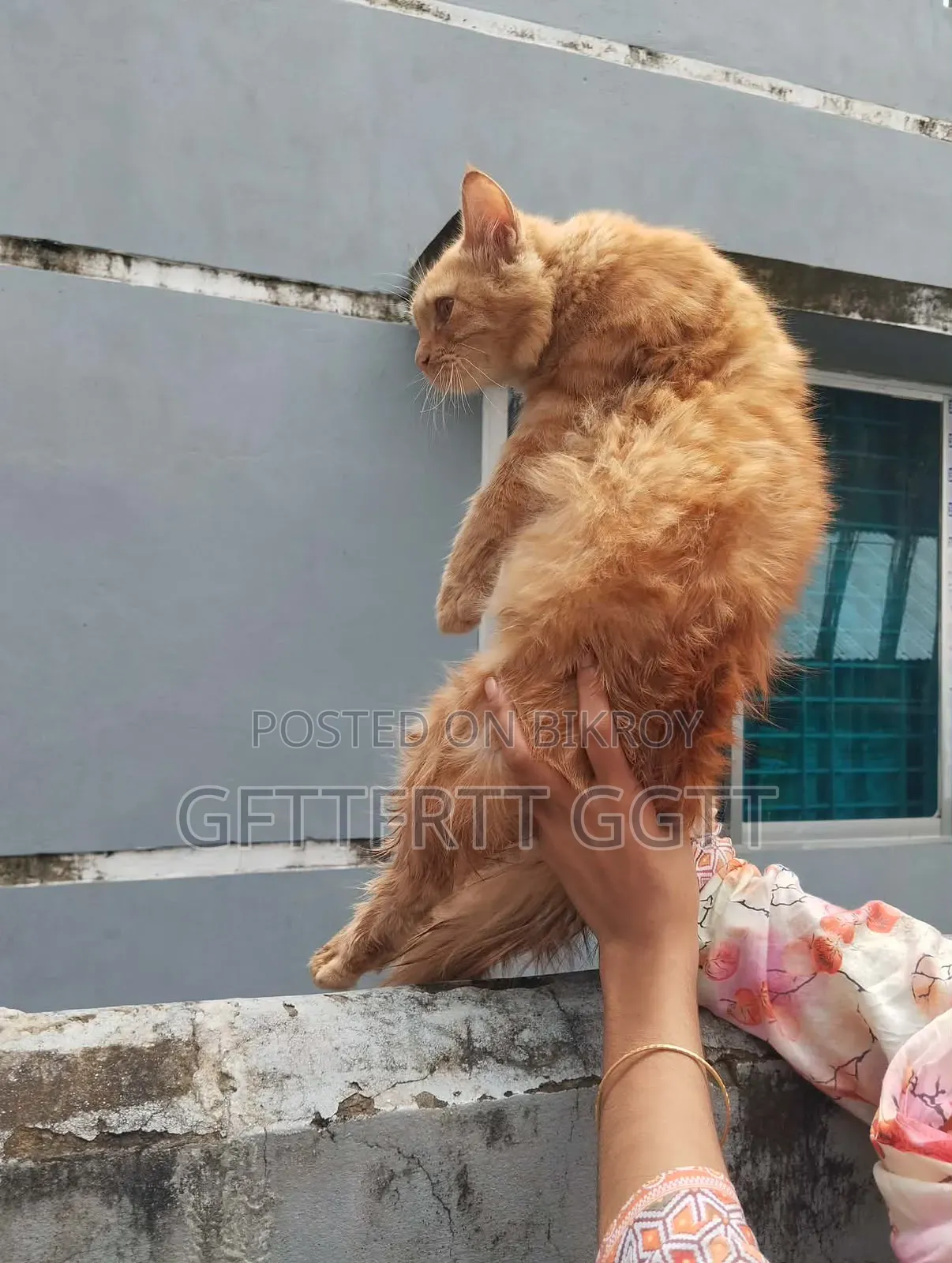 6-12 Months Male Mixed Breed Persian