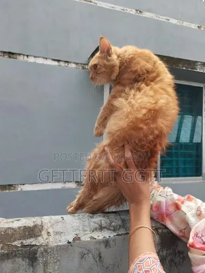 6-12 Months Male Mixed Breed Persian