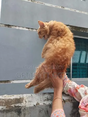 6-12 Months Male Mixed Breed Persian