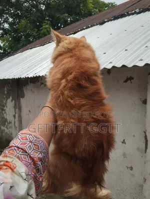 6-12 Months Male Mixed Breed Persian