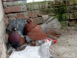 Fancy Pigeon and Blue Bar Beauty Female