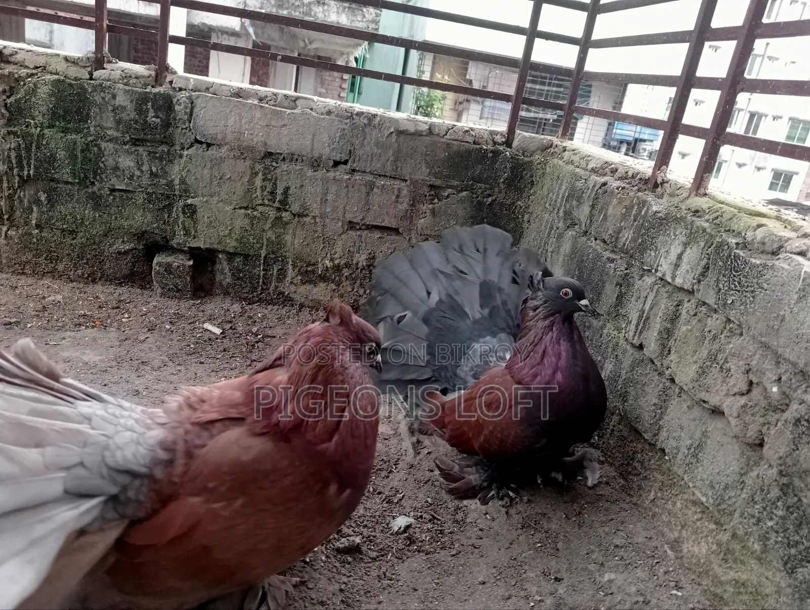 Fancy Pigeon and Blue Bar Beauty Female