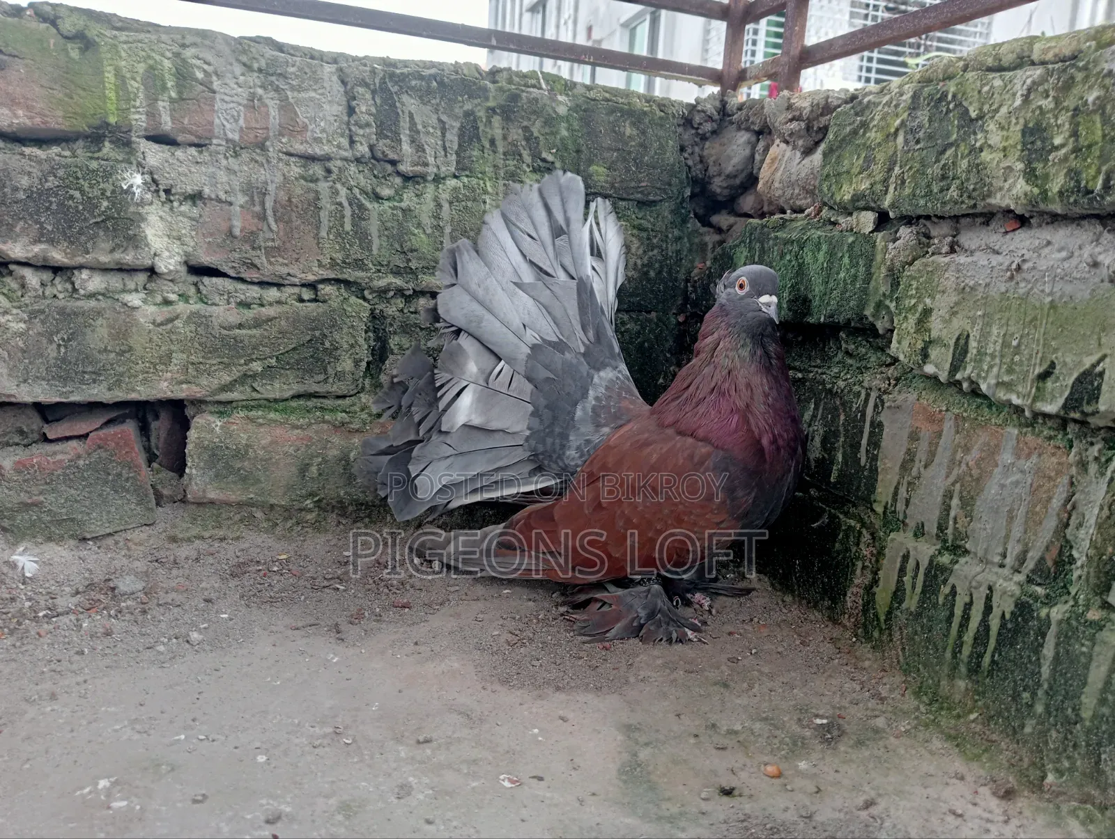Fancy Pigeon and Blue Bar Beauty Female