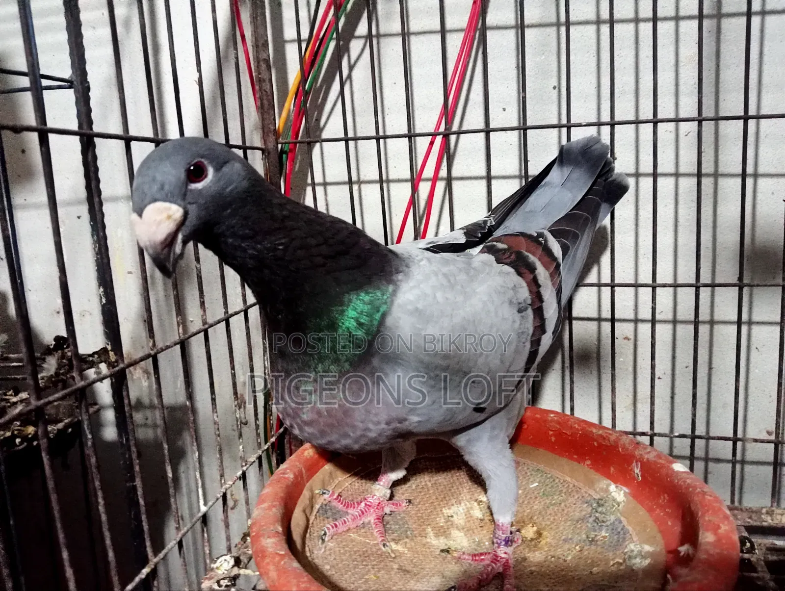 Fancy Pigeon and Blue Bar Beauty Female
