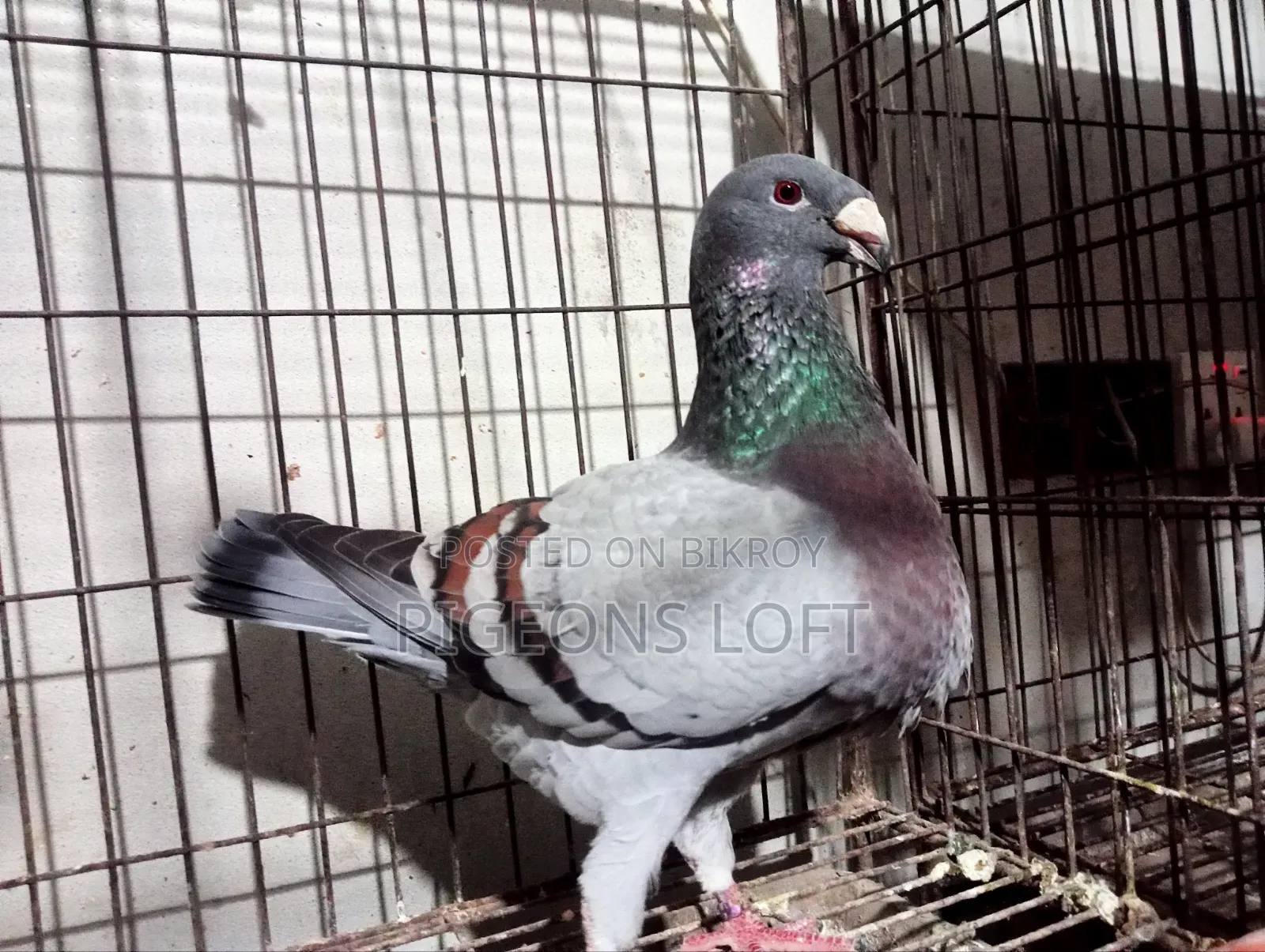Fancy Pigeon and Blue Bar Beauty Female