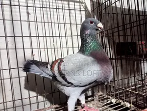 Fancy Pigeon and Blue Bar Beauty Female