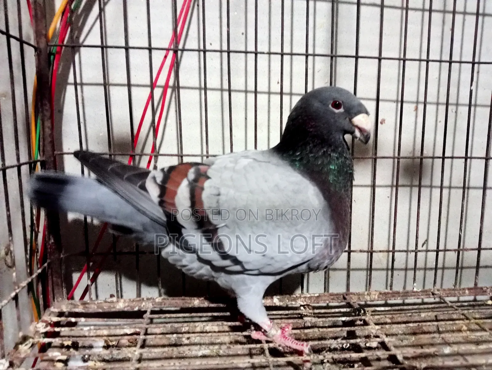 Fancy Pigeon and Blue Bar Beauty Female