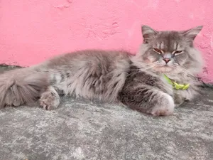 1+ Year Male Purebred Persian