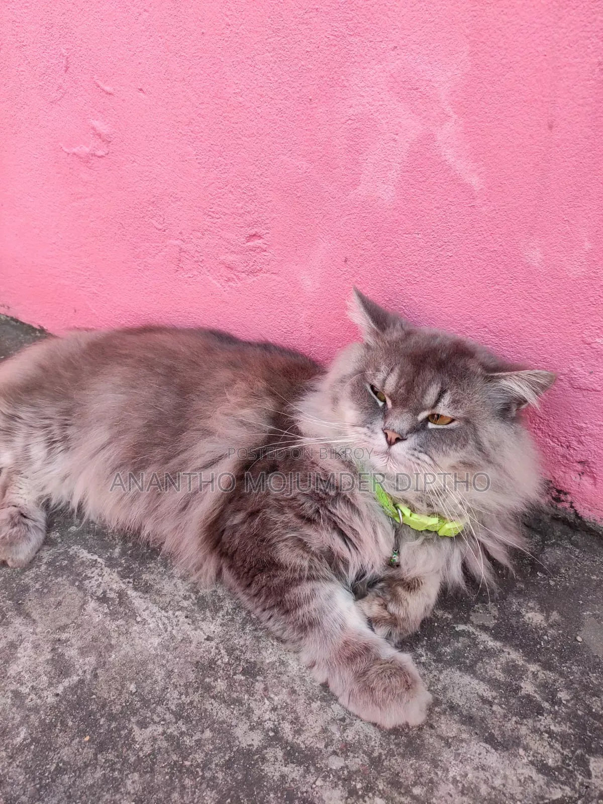 1+ Year Male Purebred Persian