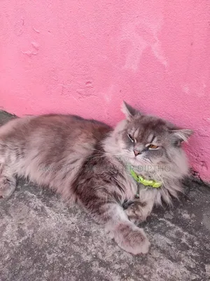 1+ Year Male Purebred Persian