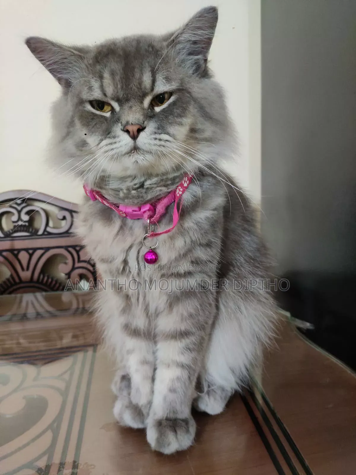 1+ Year Male Purebred Persian