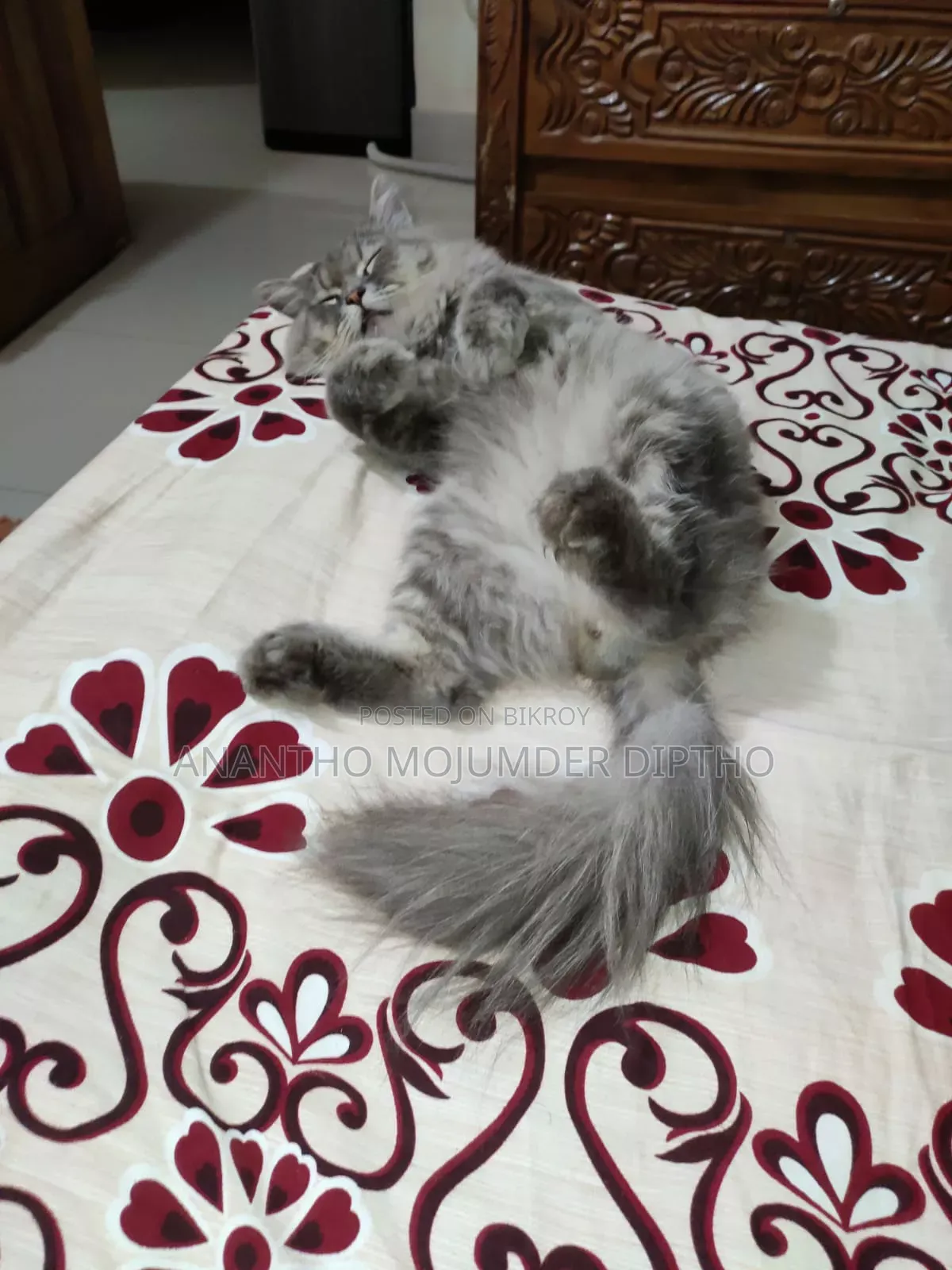 1+ Year Male Purebred Persian