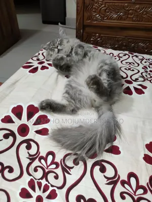 1+ Year Male Purebred Persian