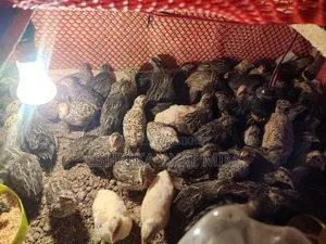 Quail Birds