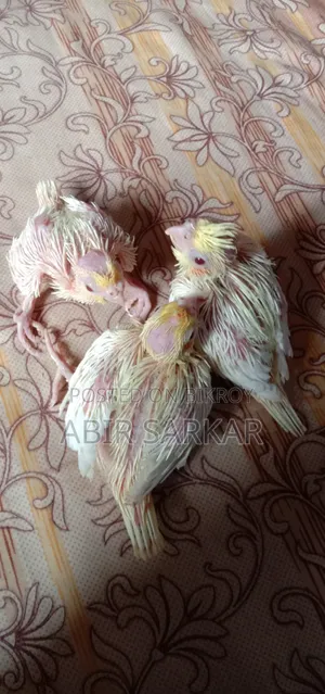 কোকাটেল পাখি টেম সাইজ বাচ্চা বিক্রি