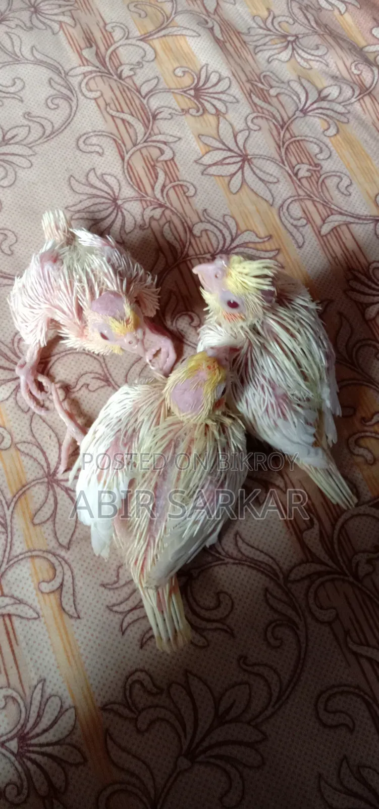 কোকাটেল পাখি টেম সাইজ বাচ্চা বিক্রি