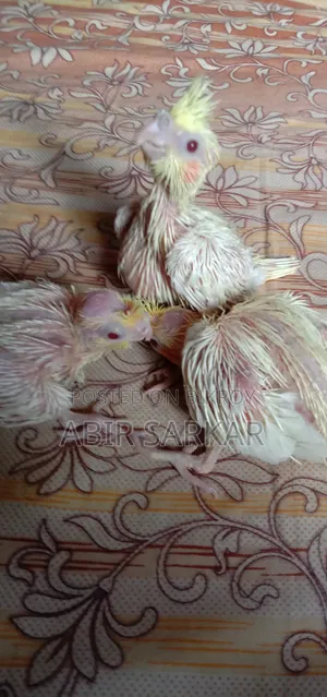 কোকাটেল পাখি টেম সাইজ বাচ্চা বিক্রি