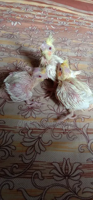 কোকাটেল পাখি টেম সাইজ বাচ্চা বিক্রি