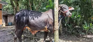 18 Months Old 100% Black Gir Bull
