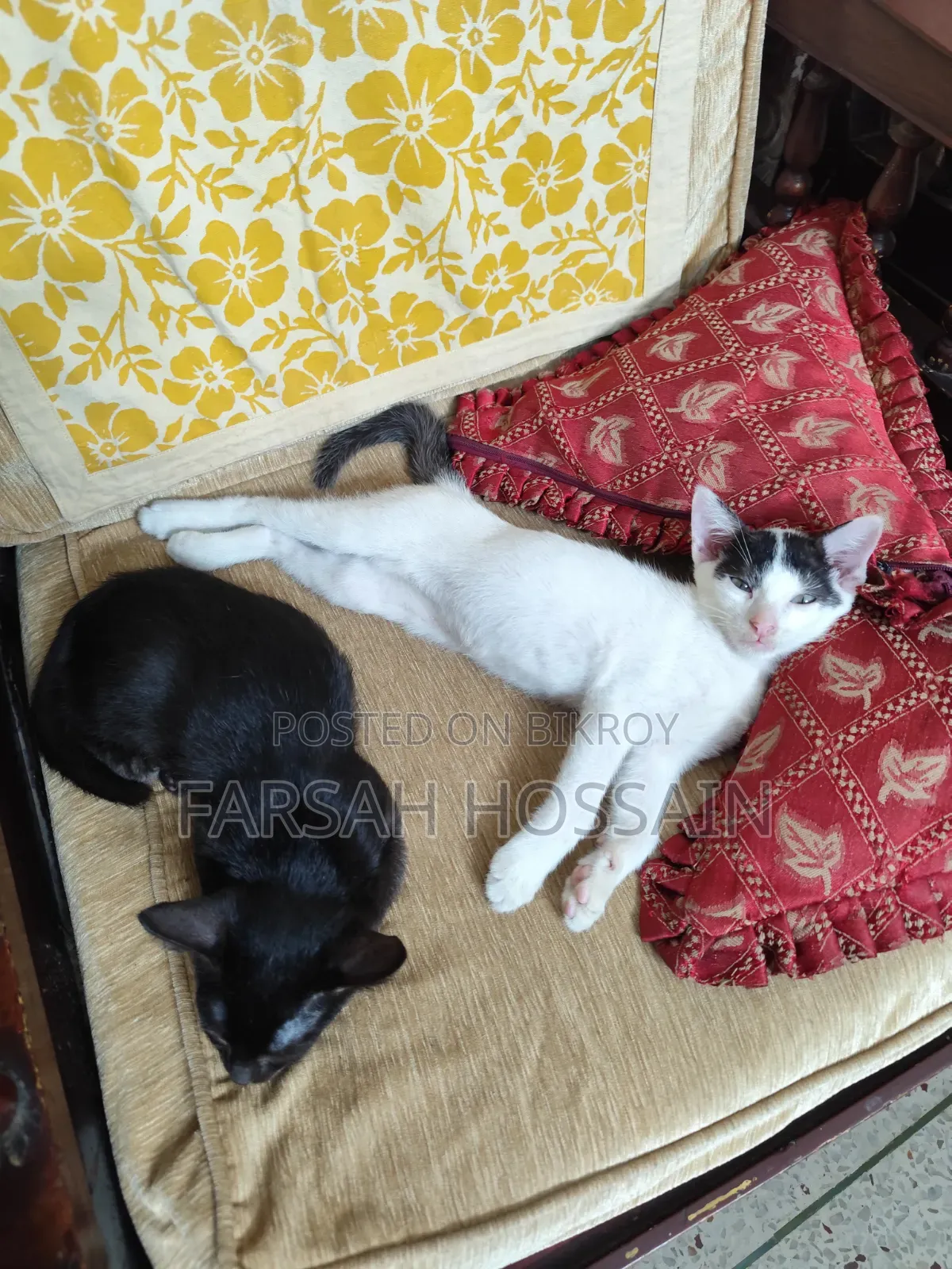 ১-৩ মাসের মহিলা মিশ্র প্রজাতির বিড়াল