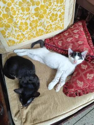 1-3 Months Female Mixed Breed Cat