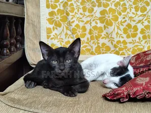 ১-৩ মাসের মহিলা মিশ্র প্রজাতির বিড়াল