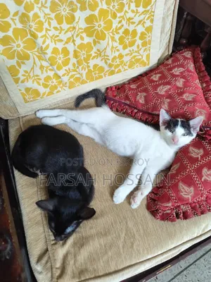 ১-৩ মাসের মহিলা মিশ্র প্রজাতির বিড়াল