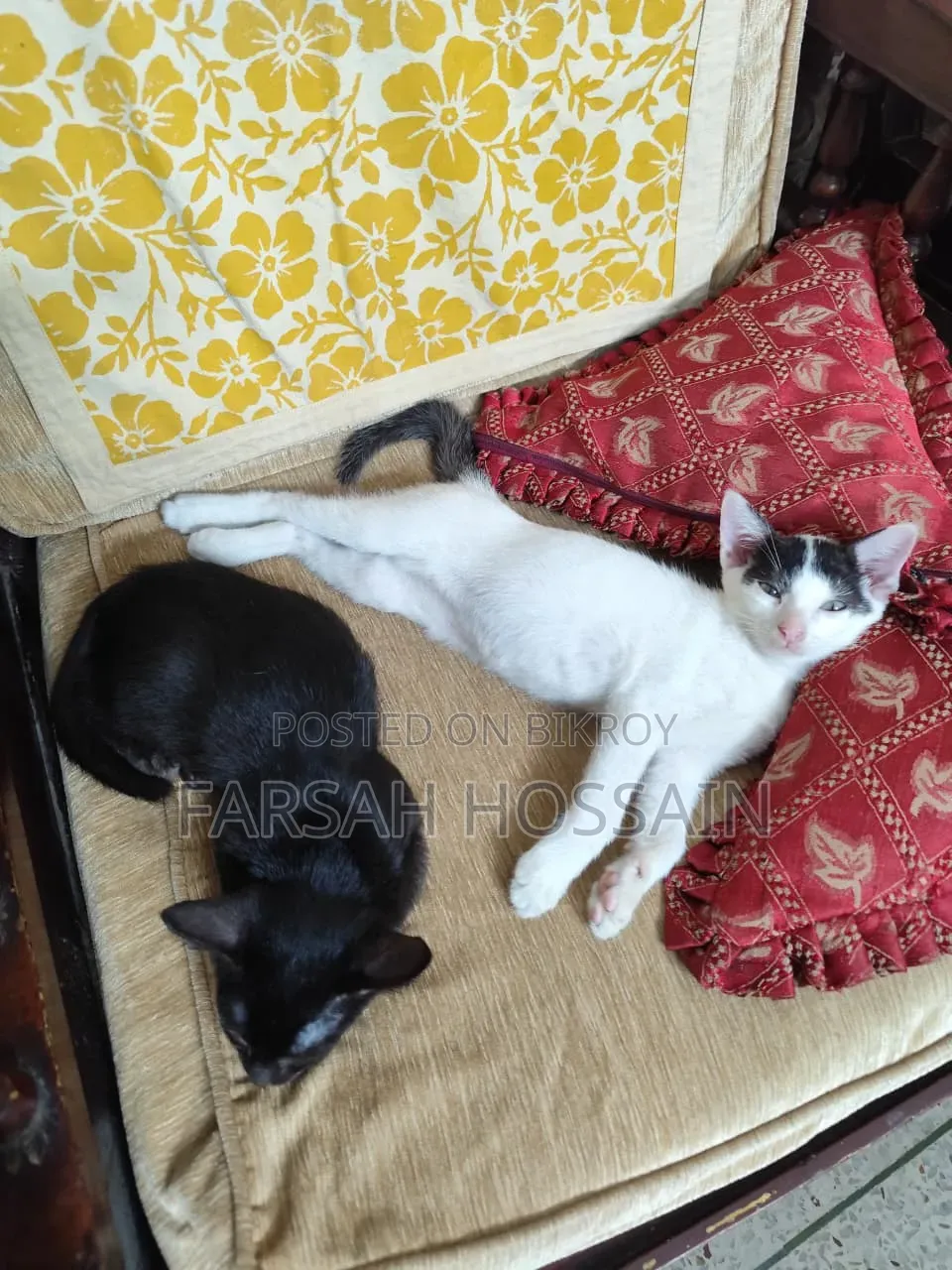 ১-৩ মাসের মহিলা মিশ্র প্রজাতির বিড়াল