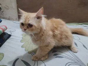 ৬-১২ মাস পুরুষ বিশুদ্ধ পার্সিয়ান
