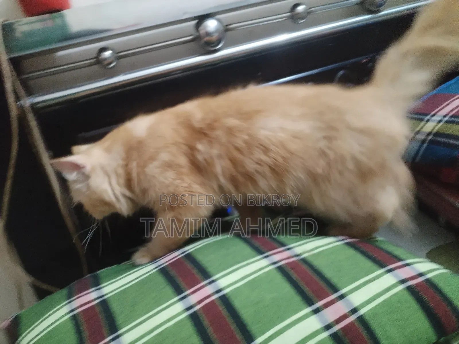 ৬-১২ মাস পুরুষ বিশুদ্ধ পার্সিয়ান