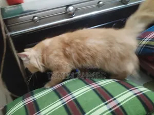 ৬-১২ মাস পুরুষ বিশুদ্ধ পার্সিয়ান